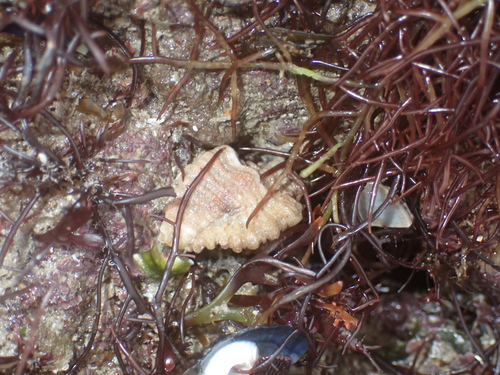 Ocenebra erinacea observed 2026-10-27