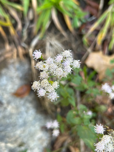 Fleischmannia incarnata observed 2026-10-27