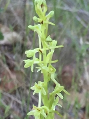 Platanthera michaelii