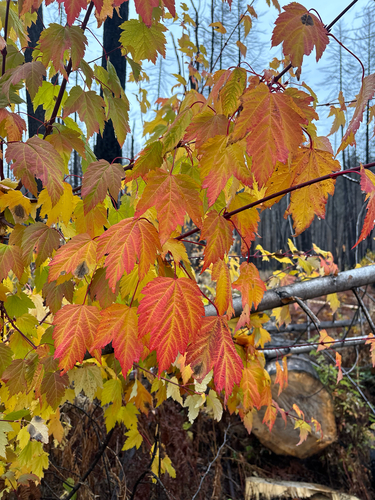 Acer glabrum observed 2026-10-25