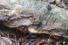 Rhodofomitopsis feei