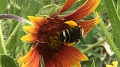 Melissodes comptoides