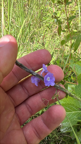 Stachytarpheta jamaicensis observed 2026-10-27