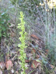 Platanthera michaelii