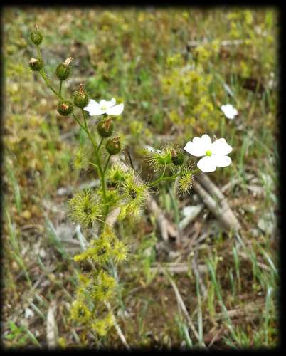 Drosera gunniana