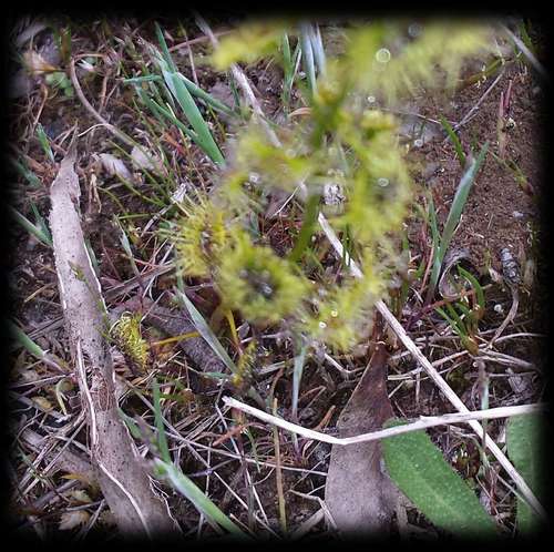 Drosera gunniana
