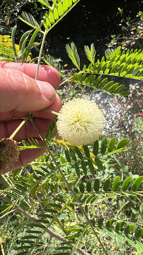 Leucaena leucocephala observed 2026-10-27