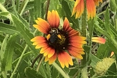 Melissodes comptoides