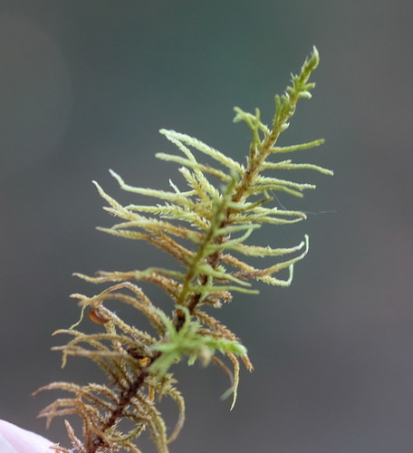 Abietinella abietina observed 2026-10-26