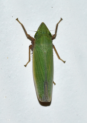 Draeculacephala bradleyi