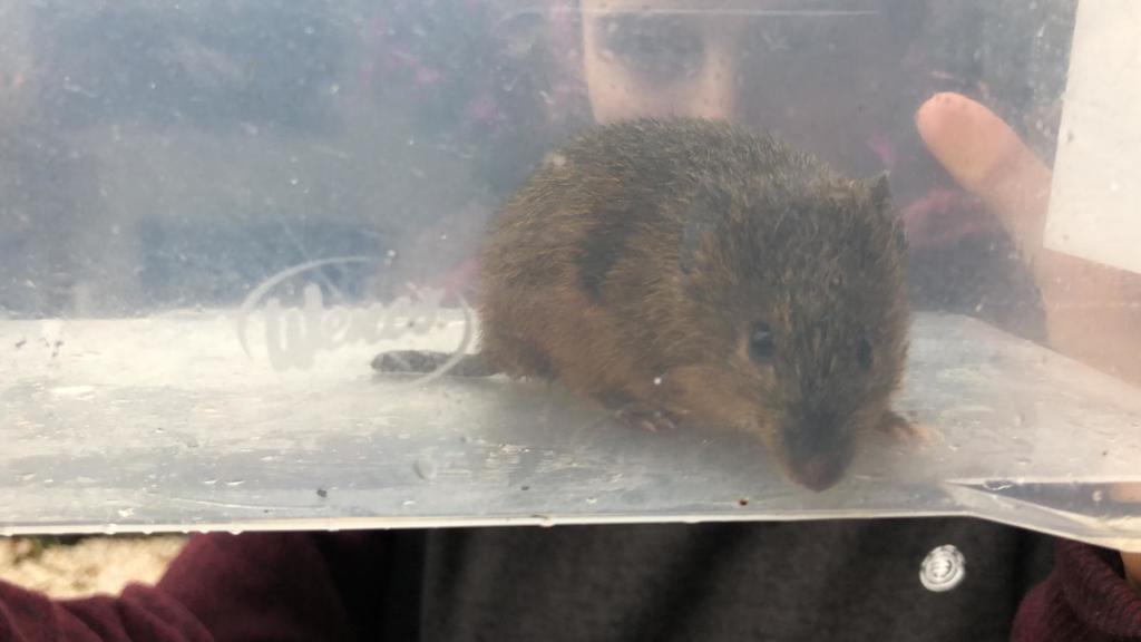 Long-nosed Hocicudo (Oxymycterus nasutus)