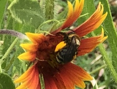 Melissodes comptoides