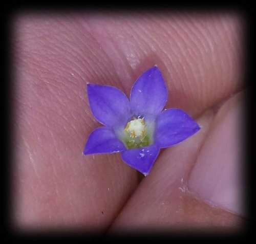 Image of Wahlenbergia gracilenta by (c) Russell Best, some rights reserved (CC BY)