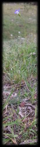 Image of Wahlenbergia gracilenta by (c) Russell Best, some rights reserved (CC BY)