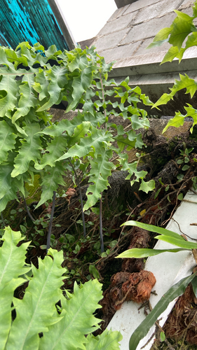 Phlebodium aureum observed 2026-10-27