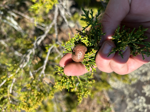 Gymnosporangium juniperi-virginianae, 2026-10-27