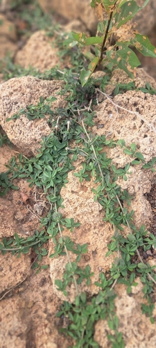 Phyla nodiflora observed 2026-10-27