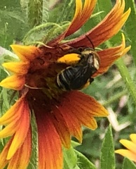 Melissodes comptoides