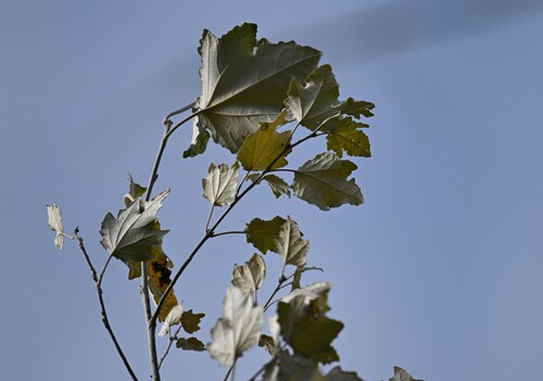 Populus alba, 2026-10-27