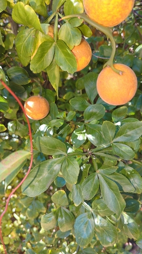 Citrus observed 2026-10-27