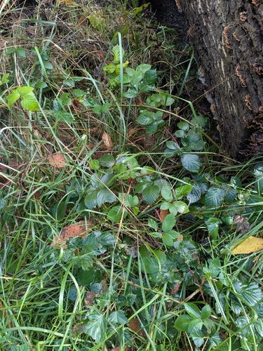 Rubus observed 2026-10-27