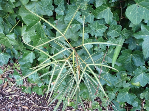 Pseudopanax crassifolius observed 2026-10-27