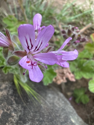 Geranium observed 2026-10-27