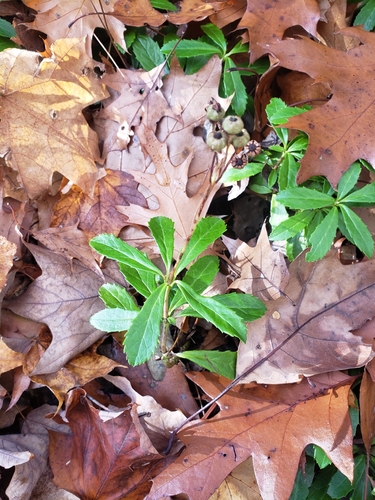 Chimaphila umbellata observed 2026-10-27