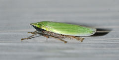 Draeculacephala bradleyi