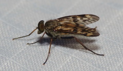 Rhagio punctipennis