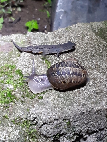 Helix aspera, 2026-10-27