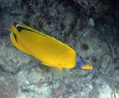 Chaetodon semeion observed 2026-10-27