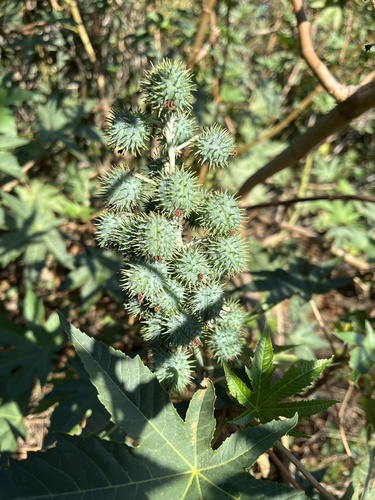 Ricinus communis observed 2026-10-27