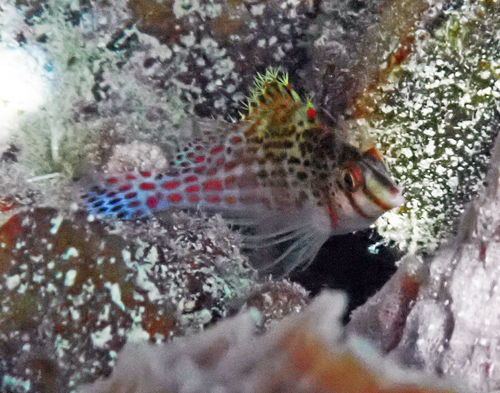 Cirrhitichthys falco observed 2026-10-27