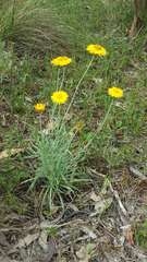 Leucochrysum albicans albicans