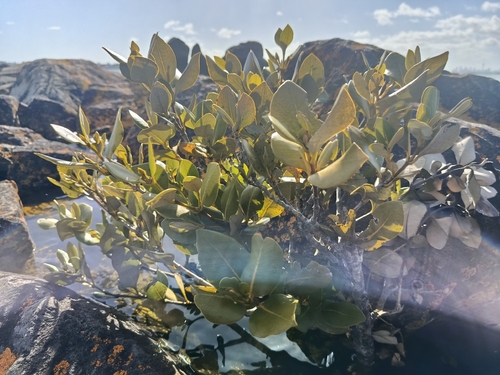 Avicennia marina observed 2026-10-28