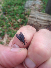 Bibio femoratus