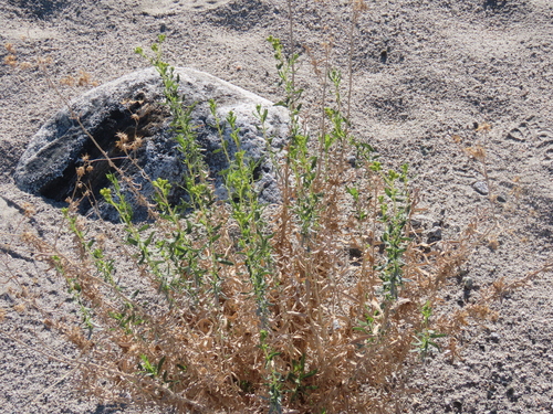 Haplopappus, 2026-10-26