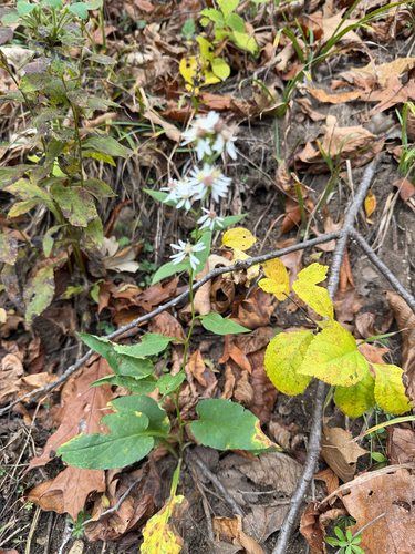 Urophyllum observed 2026-10-27