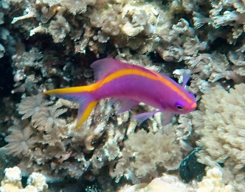 Pseudanthias tuka observed 2026-10-27