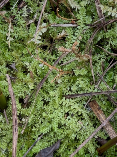 Selaginella observed 2026-10-27