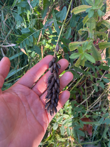 Astragalus canadensis observed 2026-10-27