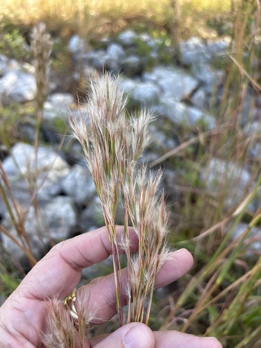 Andropogon glomeratus observed 2026-10-27