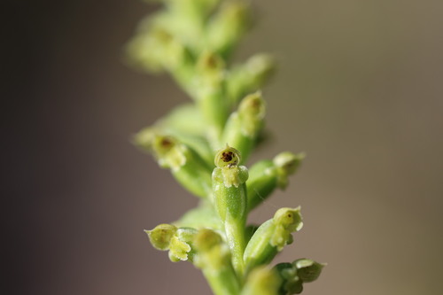Microtis unifolia observed 2026-10-24