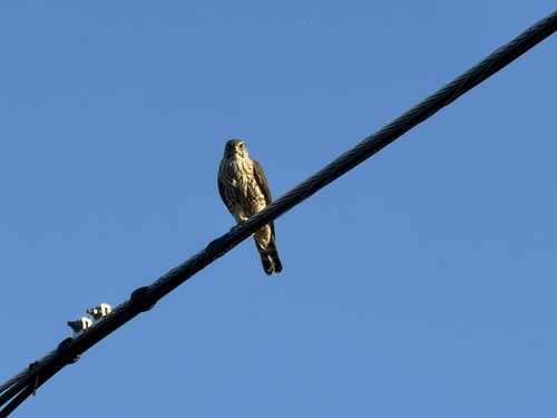 Falco columbarius observed 2026-10-27