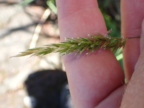 Anthoxanthum odoratum observed 2026-10-27