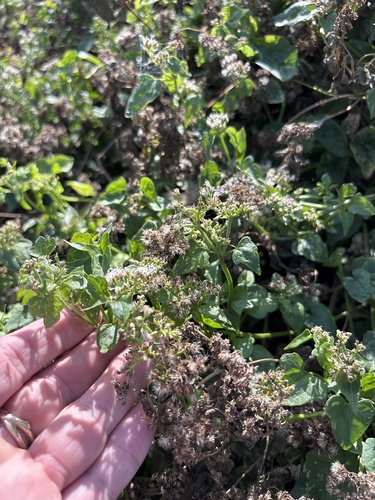 Mikania scandens observed 2026-10-27