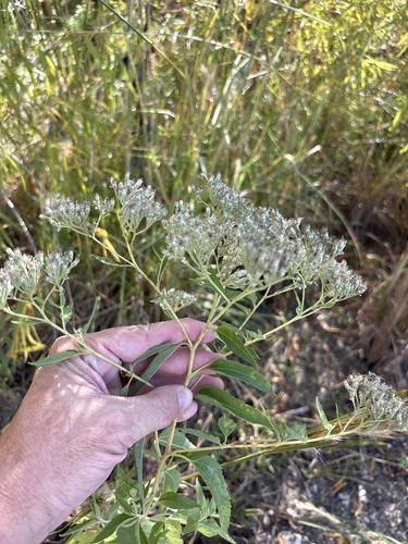 Eupatorium observed 2026-10-27