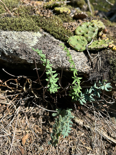 Cheilanthes observed 2026-10-27