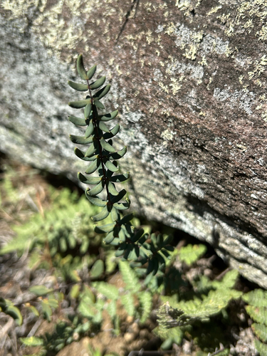 Cheilanthes observed 2026-10-27
